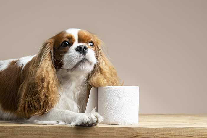 dog-intestino-probiotici-activalis